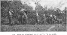 Karens bringing elephants to market