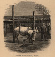 Chinese horse-shoeing, Peking