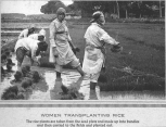 Women transplanting rice