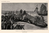 Capture of a whale near the island of Than Hai (Quan-tchcou-wan)