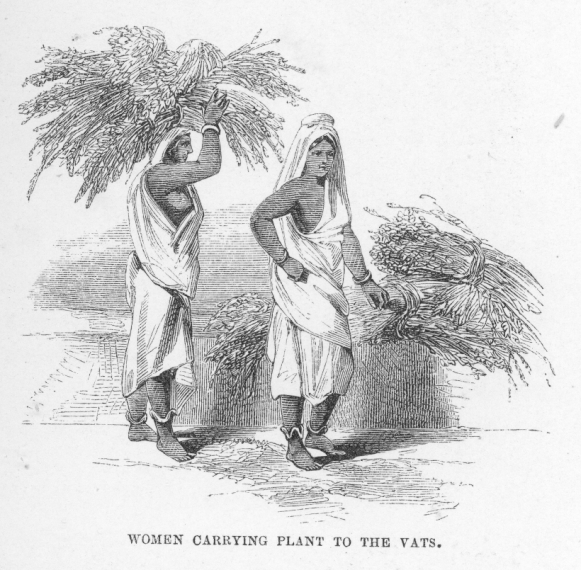 Women carrying plant (indigo) to the vats