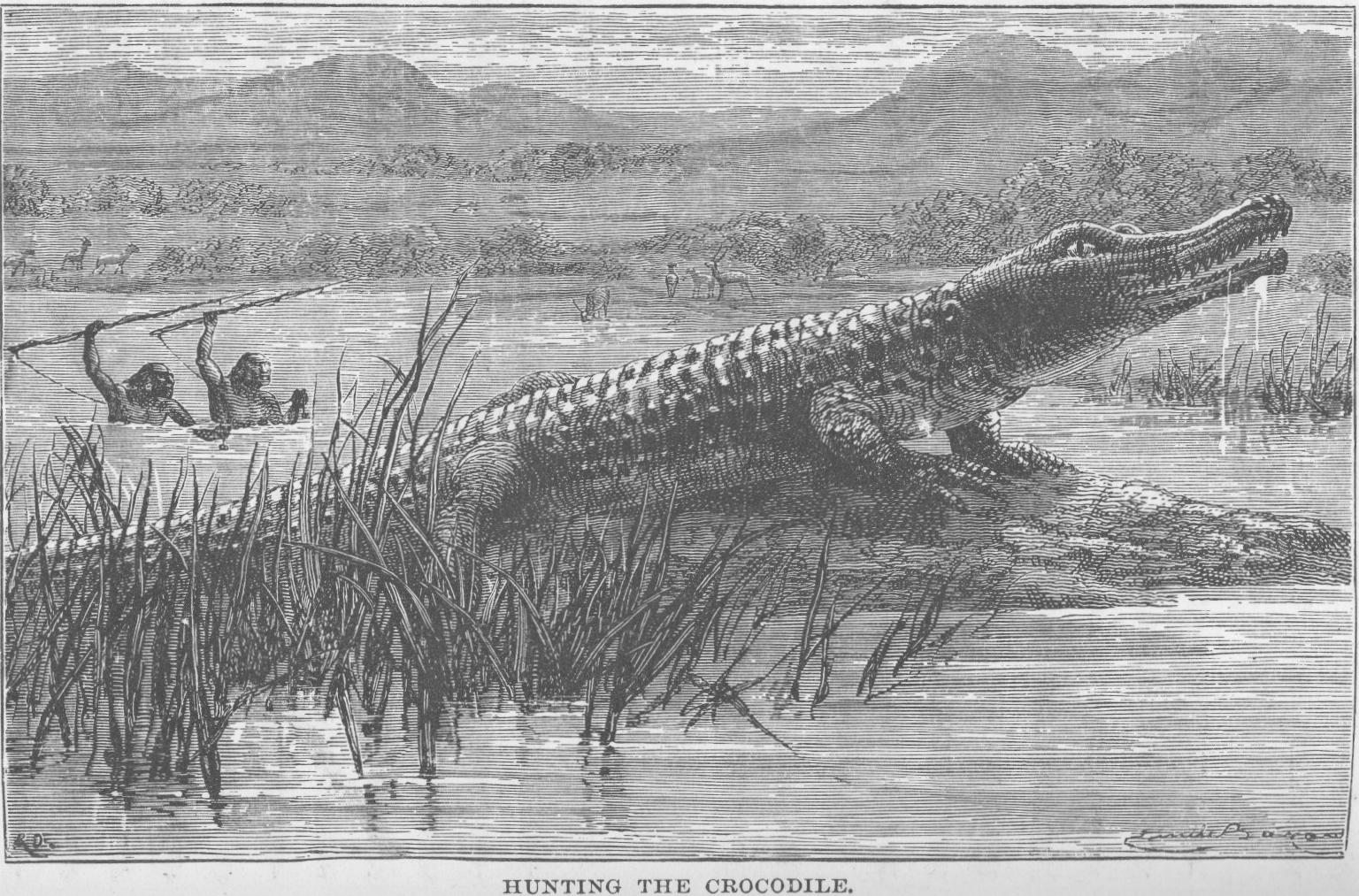 Hunting the crocodile