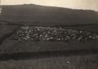 Cattle round up ...