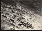 Horses going down to water ...