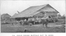 Child riding buffalo out to work