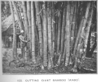 Cutting giant bamboo