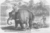 An elephant ploughing
