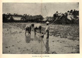 Rice cultivation - ploughing